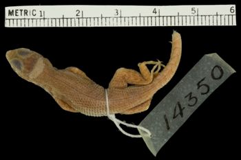 Media type: image;   Herpetology R-14350 Aspect: dorsal
